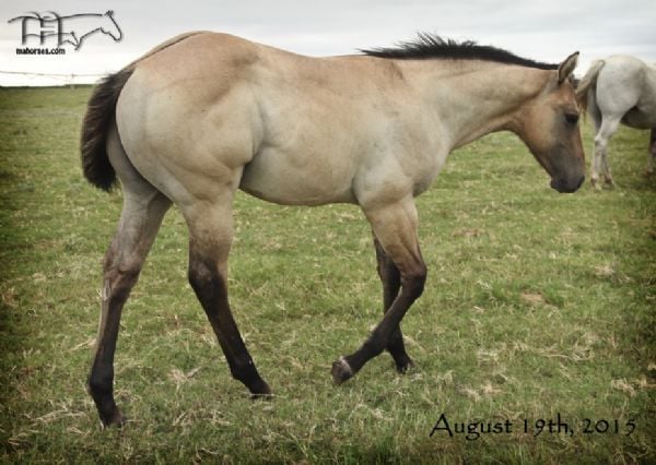 Saltys Sophy Hancock's 2015 Colt